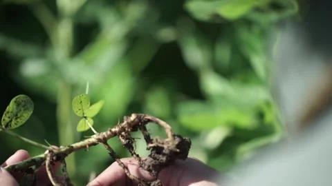Someone checks the bean plants Stock Footage 259270603