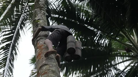 Someone is climbing a coconut tree Stock Footage 261930902