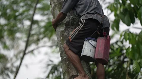 Someone is coming down from the coconut tree Stock Footage 261930843