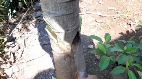 Someone cut down a papaya tree Stock Footage 285833998