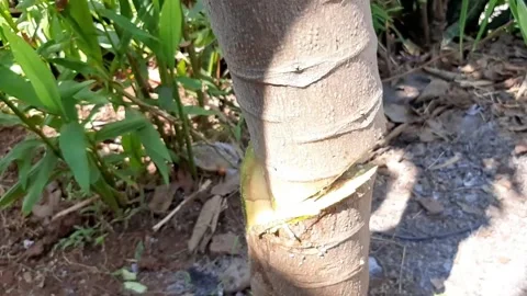 Someone cut down a papaya tree Stock Footage 285833999