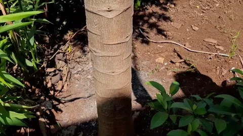 Someone cut down a papaya tree Stock Footage 285834029