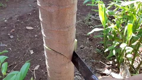Someone cut down a papaya tree Stock Footage 285834031