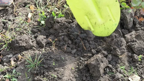 Someone is digging a hole in the ground with a green shovel Video stock 142098389