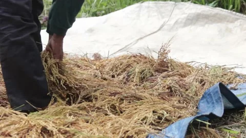 Someone drying freshly harvested paddy, under the hot sun, Asian culture Stock Footage 219316429