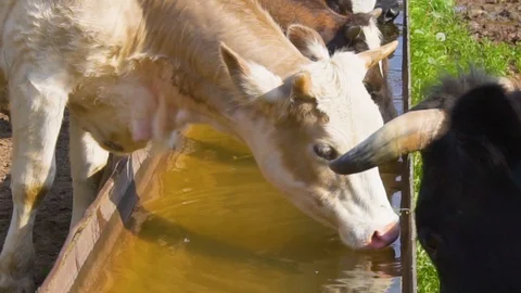 Someone feeding cows on a grassy field on a bright and sunny day Stock Footage 108932001