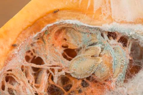 Someone fruitflies on the wild nature Stock Photos