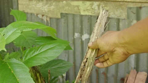 Someone hand breaking dead dry plant stems in an open garden area with a co.. Stock Footage 328668287