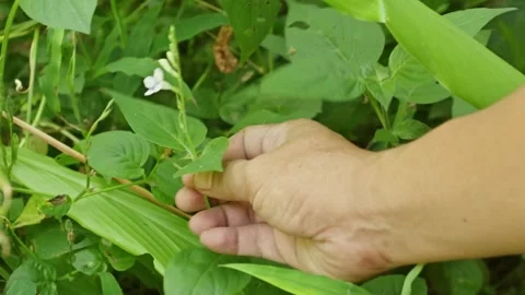 Someone hand picking small white wild flowers in garden, Picking flowers ac.. Stock Footage 330033483