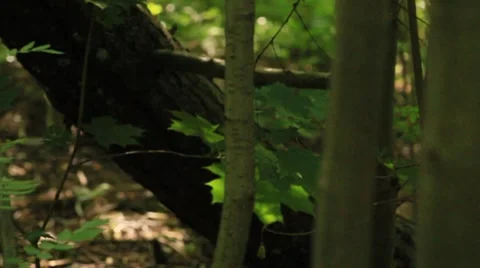 Someone is hiding in the woods Stock Footage 7897016