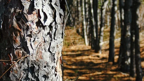Someone looking behind the tree in autumn forest Stock Footage 98100995