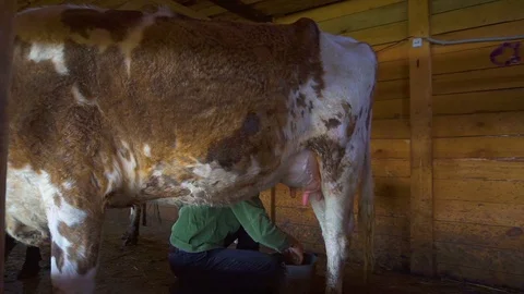 Someone is milking cows by milking machine in a cowshed  Stock Footage 108933344