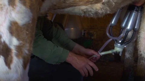 Someone is milking cows by milking machine in a cowshed. Close-up. Stock Footage 108933561