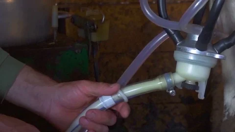 Someone is milking cows by milking machine in a cowshed. Close-up. Stock Footage 108933648