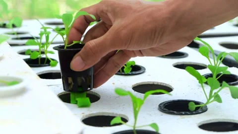 Someone is moving pak choy vegetable seeds to hydroponic growing media. Stock Footage 308781465