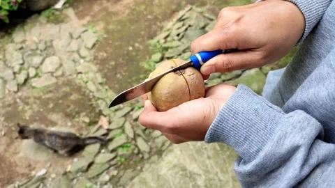 Someone peeling sapodilla fruit freshly picked from the field, video 4k Stock Footage 158726417