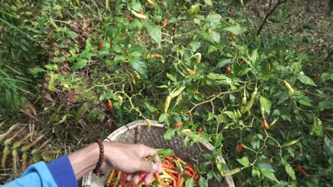 Someone picks chili from plants Stock-Footage 304238323