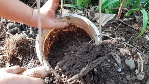 Someone is planting plants into a pot using soil and compost as fertilizer Stock Footage 285834082