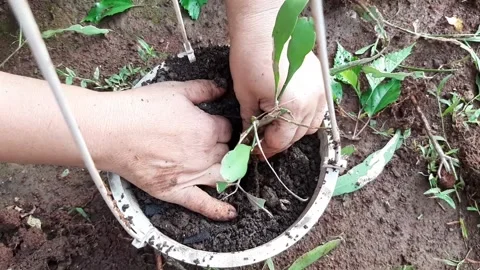Someone is planting plants into a pot using soil and compost as fertilizer Stock Footage 285834255