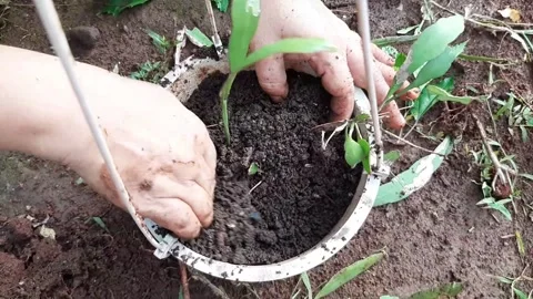 Someone is planting plants into a pot using soil and compost as fertilizer Stock Footage 285834256