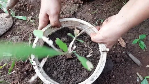 Someone is planting plants into a pot using soil and compost as fertilizer Stock Footage 285834257