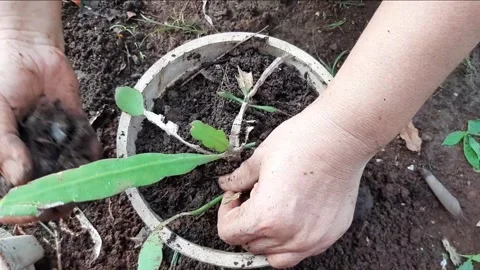 Someone is planting plants into a pot using soil and compost as fertilizer Stock Footage 285834352