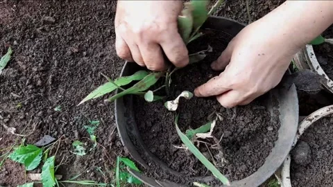 Someone is planting plants into a pot using soil and compost as fertilizer Stock Footage 285834434