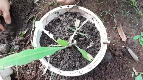 Someone is planting plants into a pot using soil and compost as fertilizer Stock Footage 285834435