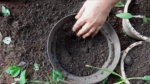 Someone is planting plants into a pot using soil and compost as fertilizer Stock Footage 285834437
