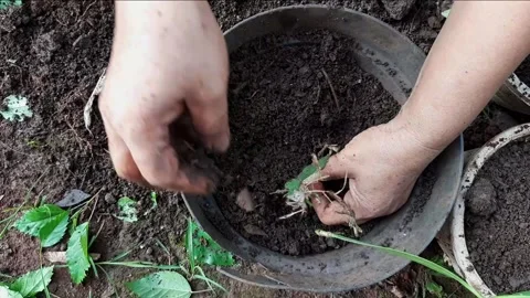 Someone is planting plants into a pot using soil and compost as fertilizer Stock Footage 285834438