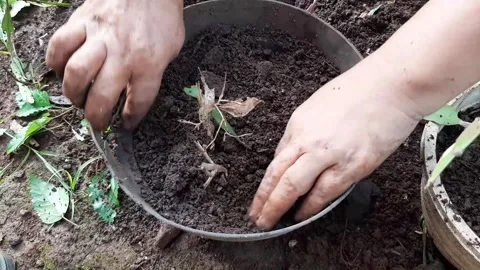 Someone is planting plants into a pot using soil and compost as fertilizer Stock Footage 285834497