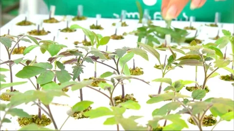 Someone planting a tree 스톡 동영상 79462702