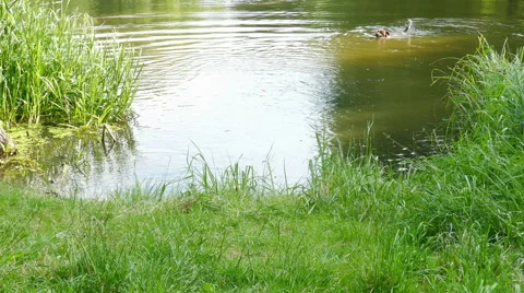 Someone is playing with a dog Stock Footage 51783483