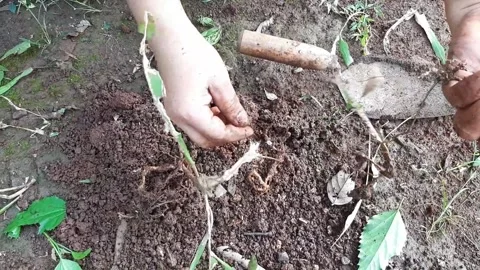 Someone is preparing plants to be planted into pots Stock Footage 285834259