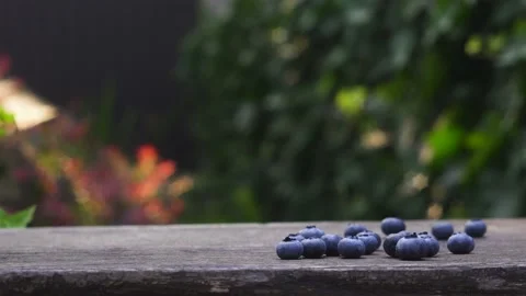 Someone puts a small decorative bucket with blueberries on wooden bench in the Stock Footage 136234540