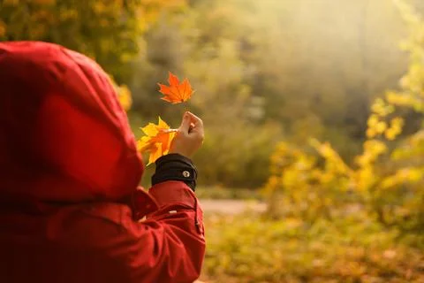 Someone in a red jacket is looking at a red autumn maple leaf Stock Photos