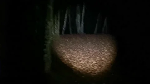 Someone runs hard at night through the forest Stock Footage 221845399