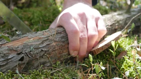 Someone sawing a dry tree trunk 스톡 동영상 219431252