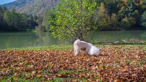 Someone is throwing some dirt on a cute dog Stock Footage 83776604