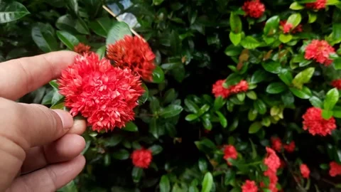 Someone Touching the Beautiful Red Ixora Coccinea Flower Stock Footage 291907821