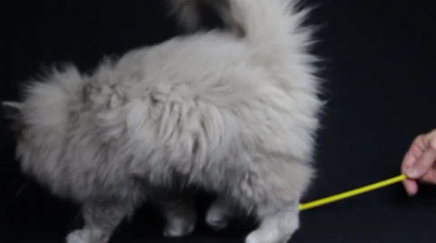 Someone Tries To Get the Attention of Cat Stock Footage 35518095