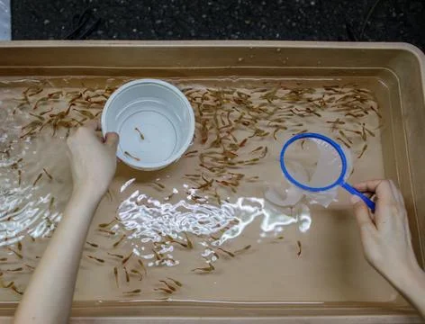 Someone Trying To Catch Small Fish with Net from a Container Stock Photos