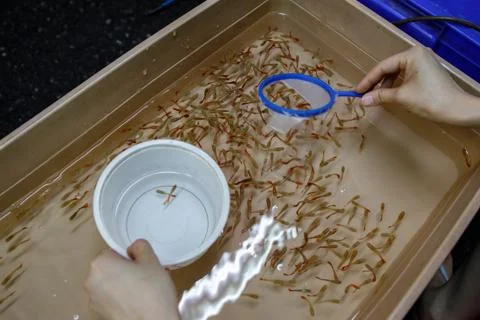 Someone Trying To Catch Small Fish with Net from a Container Stock Photos