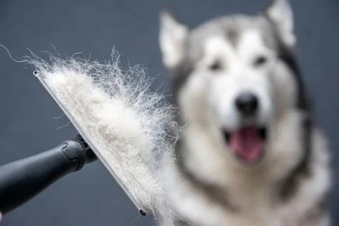 Someone is using a grooming brush to remove loose fur from a fluffy dog. The  Stock Photos