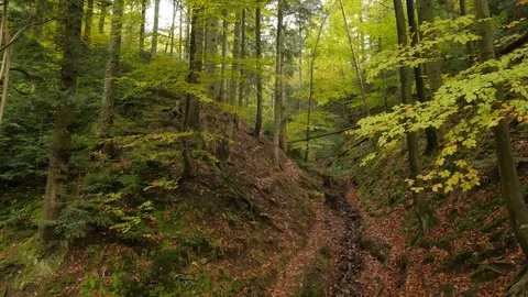 Someone is in Wait For Clergy in Forest Man Walking Slowly by Path in a Valley Stock Footage 71634616