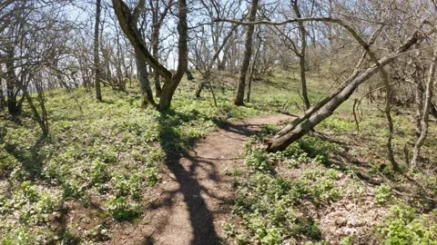 Someone walks through a forest with trees without foliage. Forest trail. Video stock 156738850