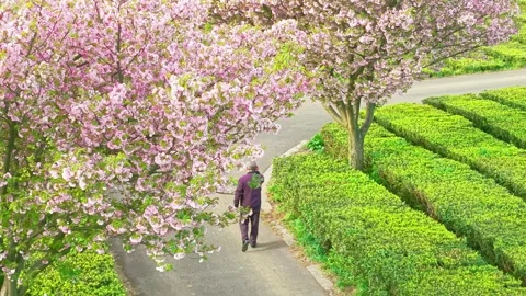 Someone walks under the cherry trees in the tea garden Stock Footage 311537755