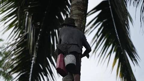 Someone was descending the tree in slow motion Stock Footage 261930982