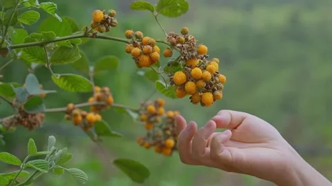 Someone who is picking Rubus ellipticus fruit 스톡 동영상 329530251