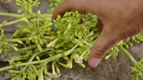 Someone's hand holding and selecting fresh hanging papaya flowers with a st.. Video stock 324820826